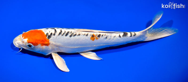 11.5" DOITSU KUJAKU