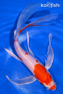 8" HARIWAKE BUTTERFLY