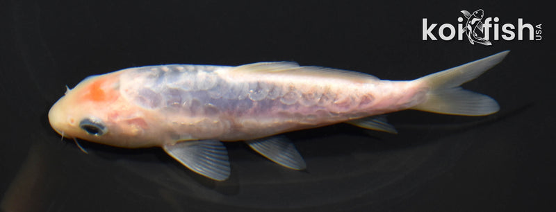 5.75" SHUSUI