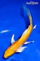 6" HARIWAKE BUTTERFLY