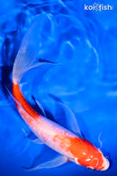 8" KOHAKU BUTTERFLY