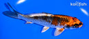 5.5" BENI GINGA