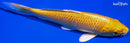 5.5" YAMABUKI OGON