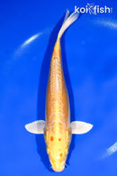 11.25" DOITSU YAMABUKI OGON