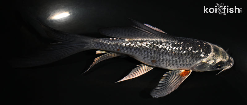 5.25" GINRIN BENI GINGA BUTTERFLY