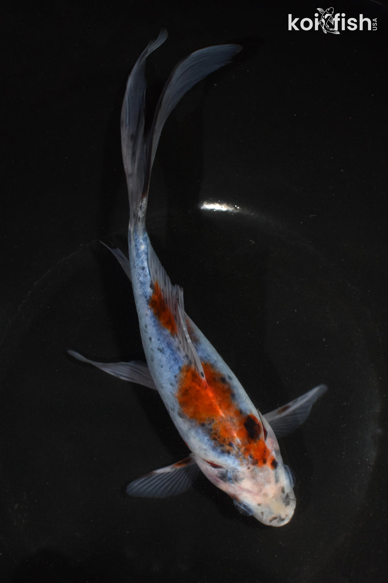 8" SHUBUNKIN GOLDFISH