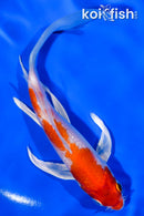 6" HARIWAKE BUTTERFLY