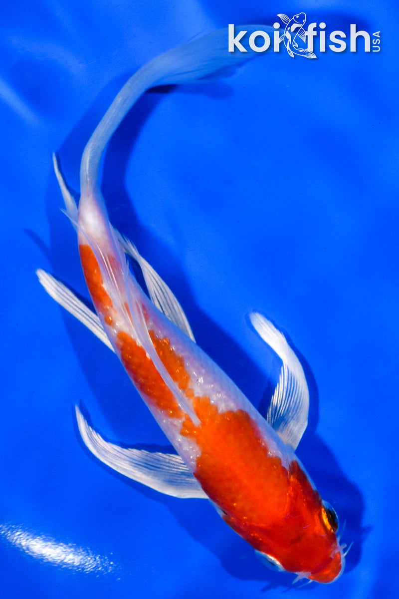 6" HARIWAKE BUTTERFLY