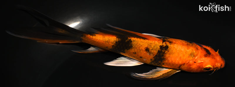 5.5" KIN HI UTSURI BUTTERFLY