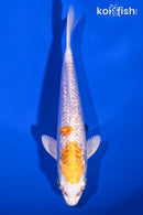 6.5" GINRIN LEMON HARIWAKE