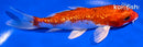 5.5" GINRIN HARIWAKE