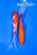 PAIR OF (2) 5.75" COMET GOLDFISH