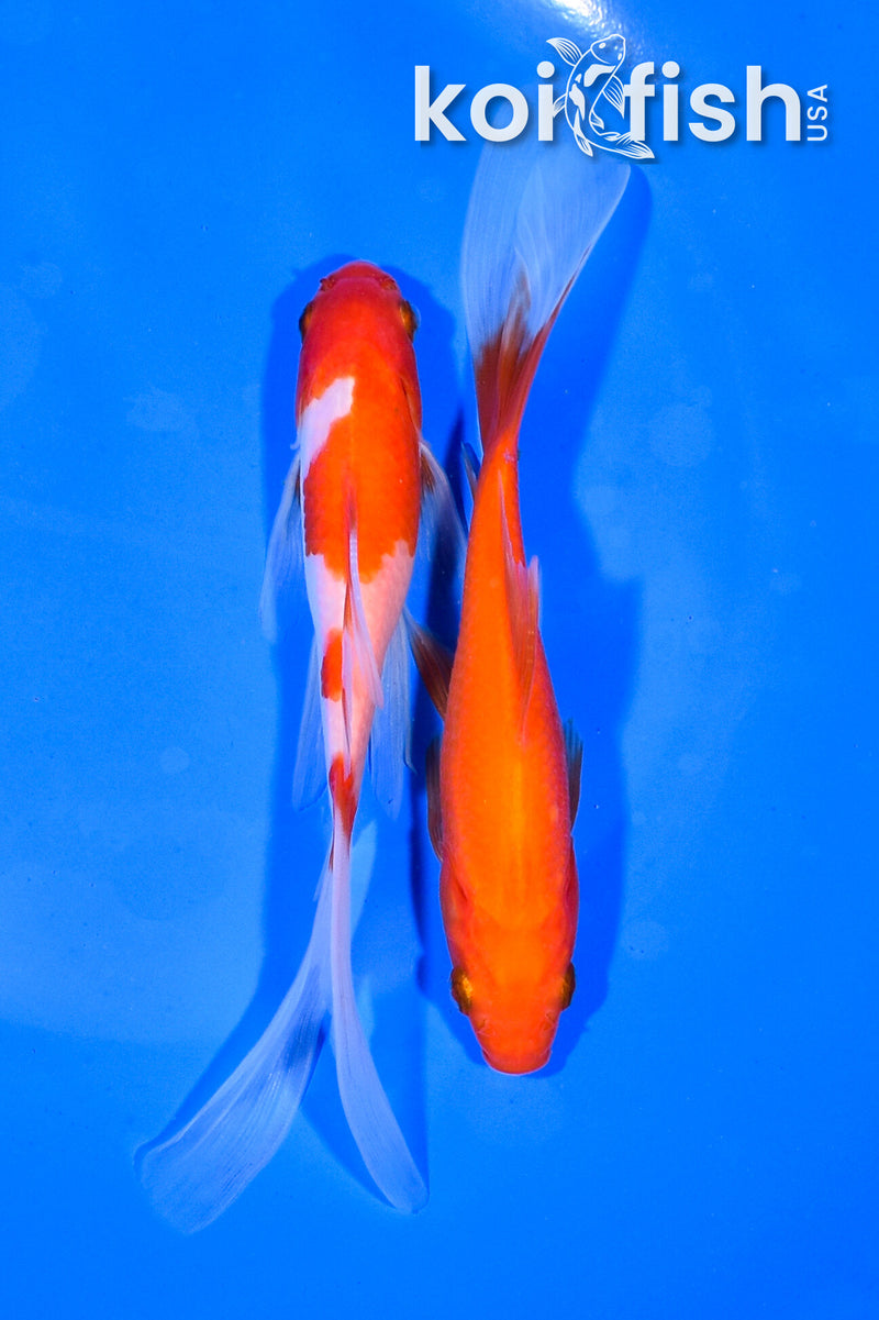 PAIR OF (2) 5.75" COMET GOLDFISH