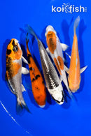 PACK OF (5) 4"- 4.25" STANDARD KOI