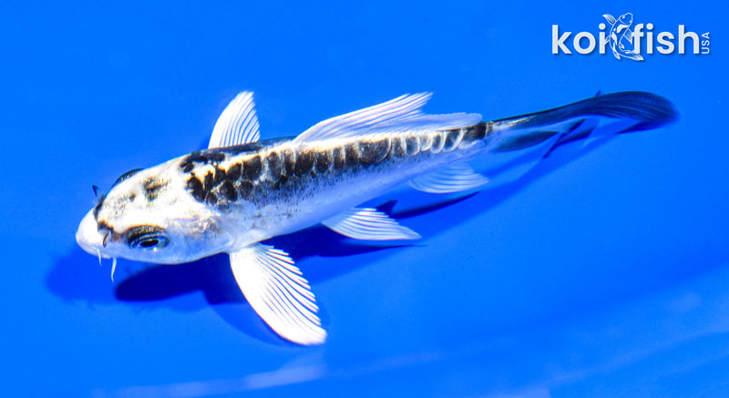 4" ARAGOKE KIKOKURYU BUTTERFLY