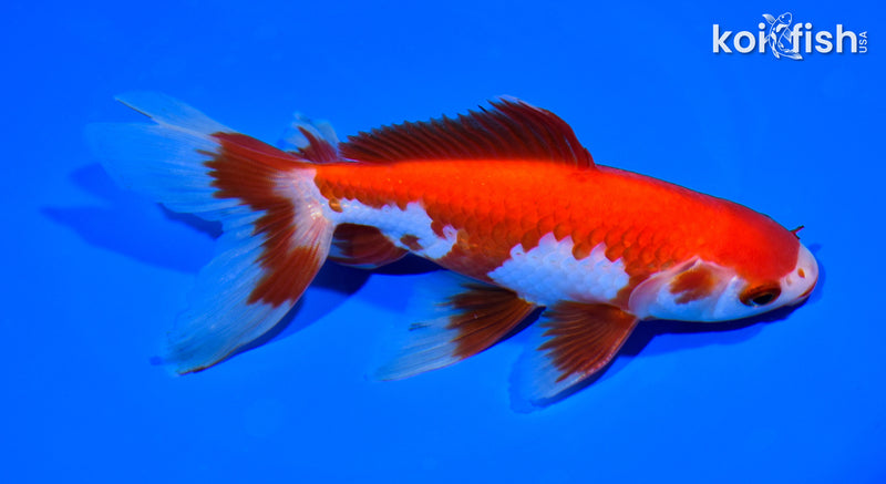 6" SARASA WATONAI GOLDFISH