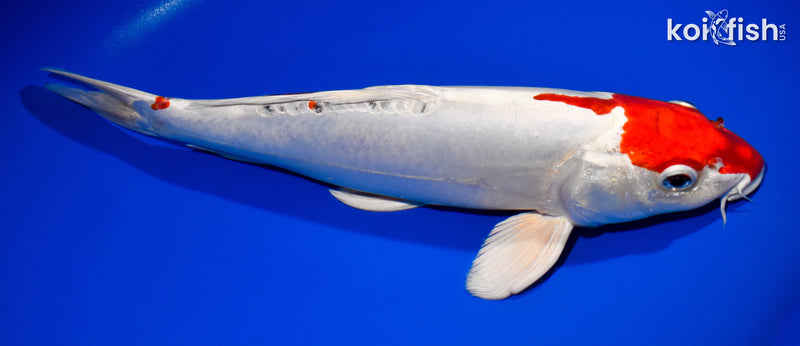 13.5" KIKUSUI