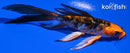 4.5" BENI KIKOKURYU BUTTERFLY