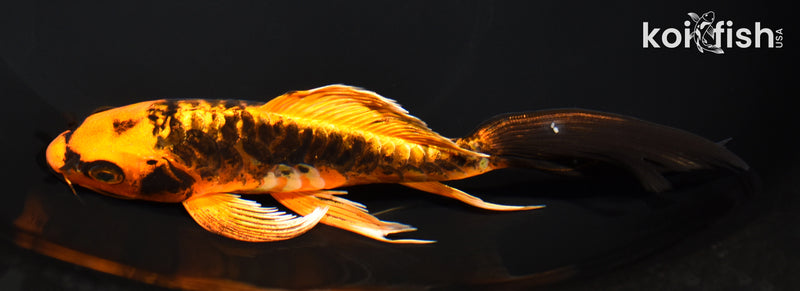 6.75" ARAGOKE BENI KIKOKURYU BUTTERFLY
