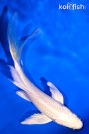 5" PLATINUM OGON BUTTERFLY