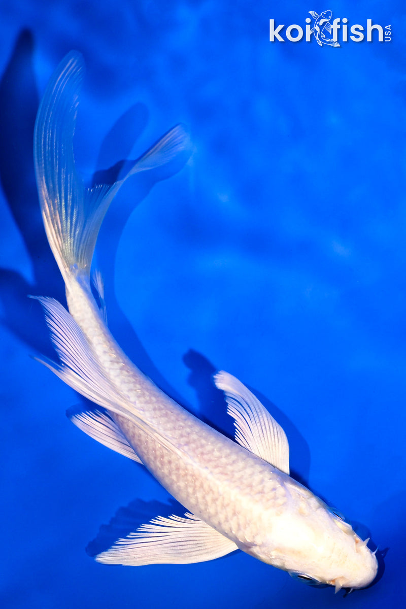 5" PLATINUM OGON BUTTERFLY