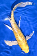 10" YAMABUKI OGON BUTTERFLY