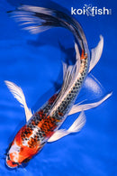 8" KUJAKU BUTTERFLY