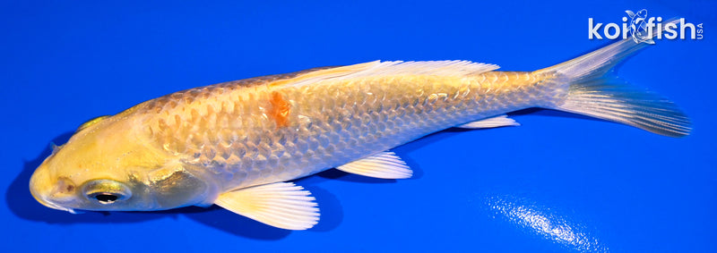 5" GINRIN YAMBUKI OGON