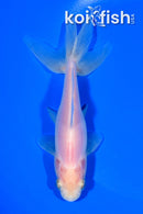 5.75" WATONAI GOLDFISH