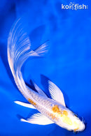 5.5" LEMON WARIWAKE BUTTERFLY