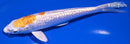 6.5" GINRIN LEMON HARIWAKE