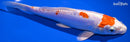 8.25" KIKUSUI