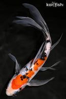 9" GINRIN SANKE BUTTERFLY