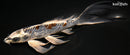 8.5" BENI KIKOKURYU BUTTERFLY