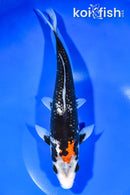 9.75" GINRIN BENI MATSUKAWABAKE