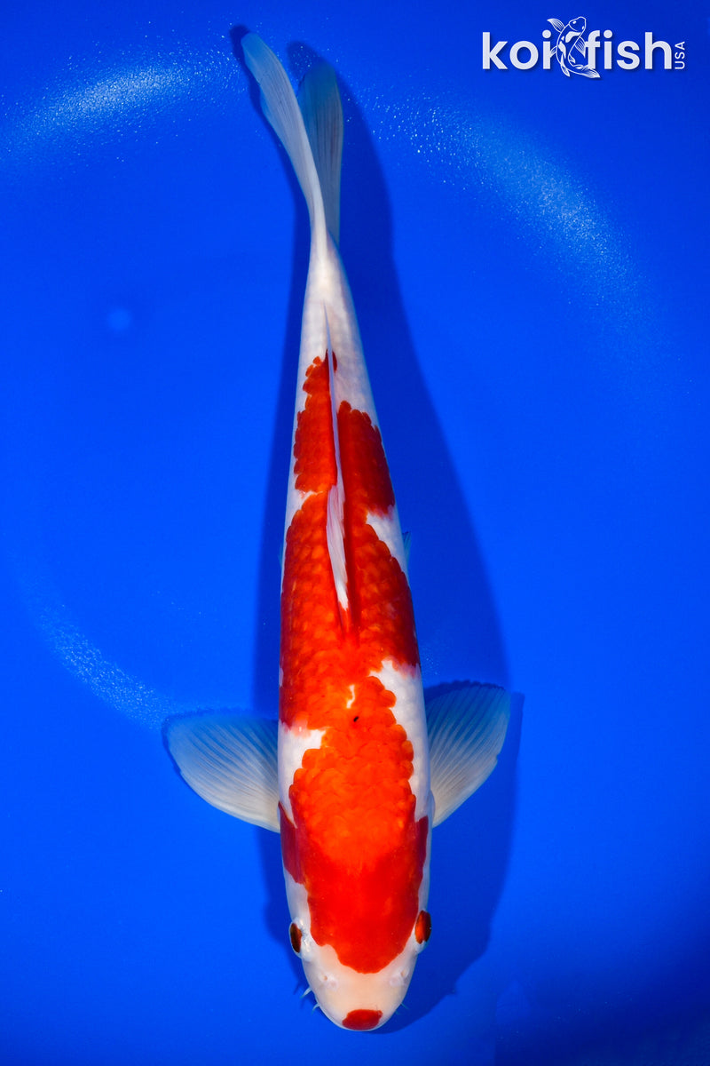13.75" KOHAKU