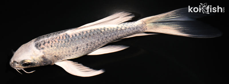 5.5" GIN MATSUBA BUTTERFLY