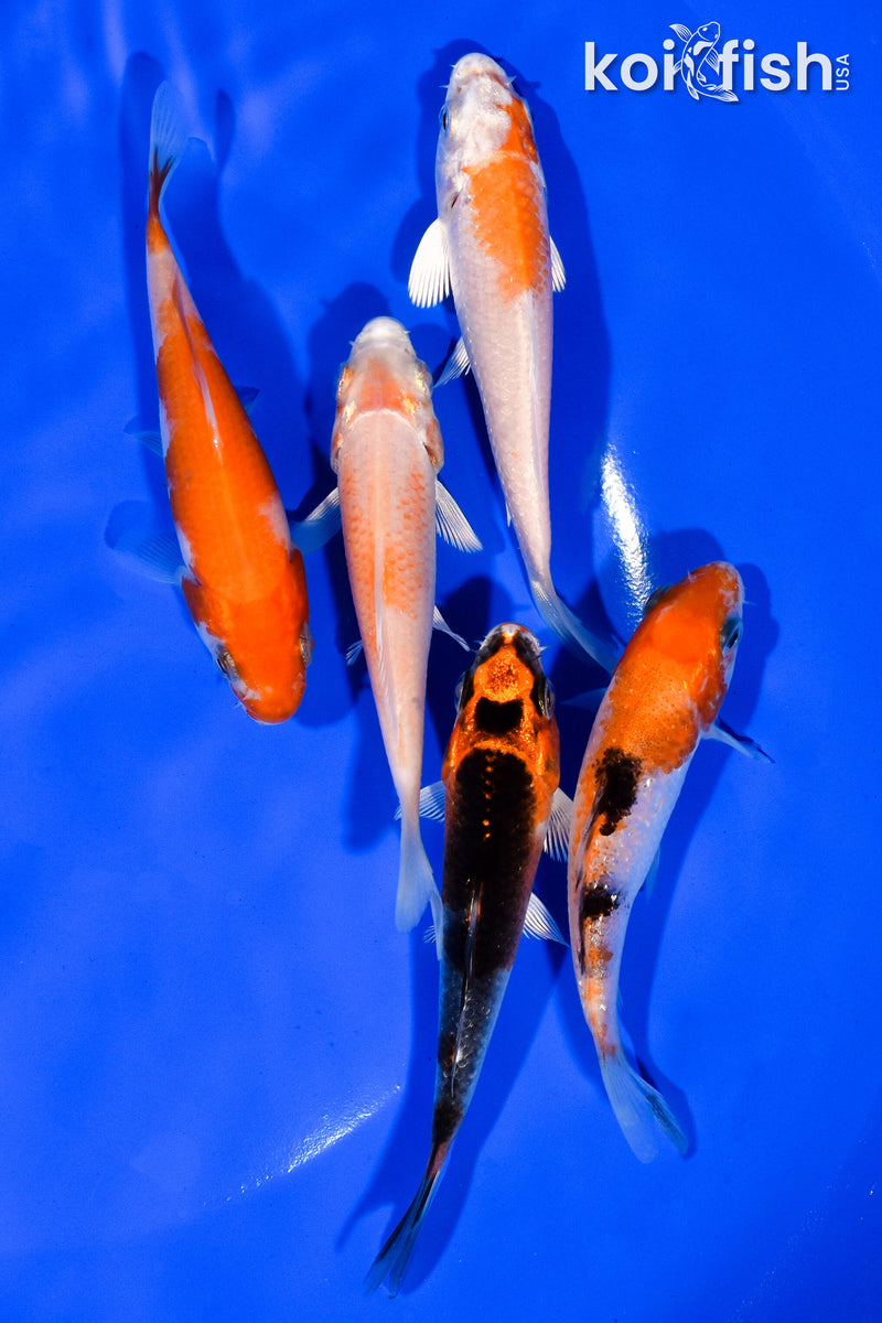 PACK OF (5) 3.75" STANDARD KOI