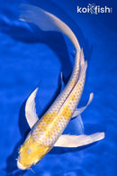 8.25" LEMON HARIWAKE BUTTERFLY