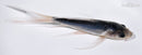 5.5" SHUSUI BUTTERFLY
