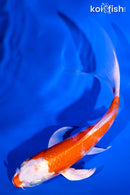 5.5" HARIWAKE BUTTERFLY