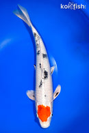 13.25' TANCHO YAMATO NISHIKI