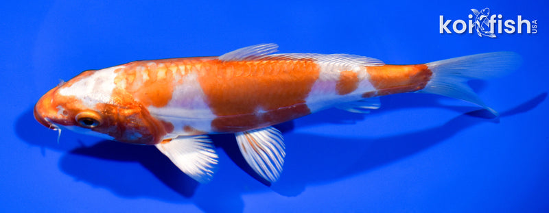 7" KIKUSUI