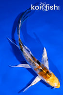 5.5" YAMATO NISHIKI BUTTERFLY