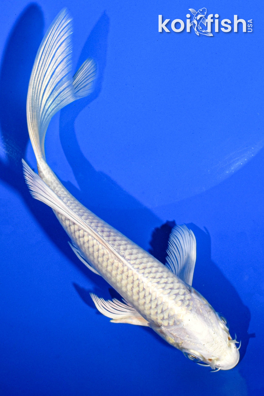 Shop for Butterfly Koi for Sale Online Koi Fish USA Tagged "Size_46"