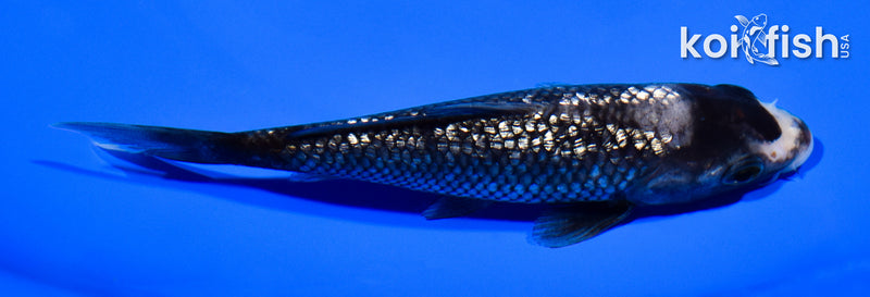 5" GINRIN BENI MATSUKAWABAKE