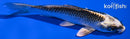 4.5" GIN MATSUBA