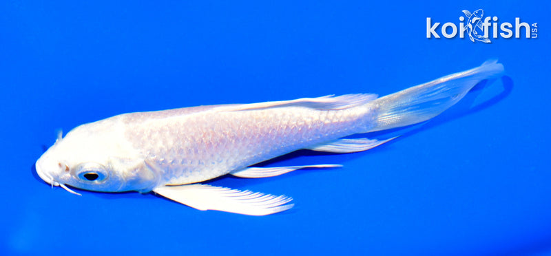 5" PLATINUM OGON BUTTERFLY