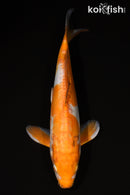 14.75" DOITSU OCHIBA SHIGURE