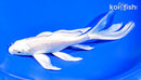 7.75" PLATINUM OGON BUTTERFLY